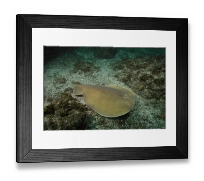 Framed Print : Australia. Electric Ray or Numbfish (Hypnos monopterygium) off of North Stradbroke Island Framed Print : Australia. Electric Ray or Numbfish (Hypnos monopterygium) off of North Stradbroke Island