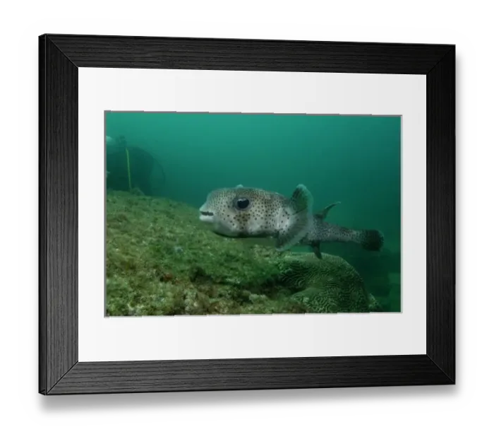 Framed Print : Black-spotted Porcupinefish (Diodon hystrix) off of North Stradbroke Island, Queensland, Australia