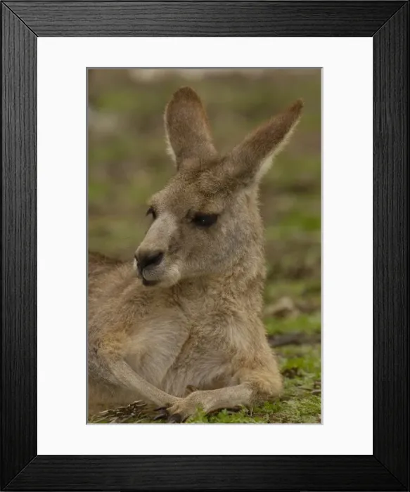 Framed Print : Most often seen in Australia, Eastern Grey Kangaroo (Macropus giganteus), and captive