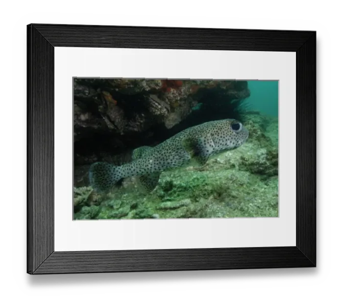 Framed Print : Black-spotted Porcupinefish (Diodon hystrix) off of North Stradbroke Island, Queensland, Australia Framed Print : Black-spotted Porcupinefish (Diodon hystrix) off of North Stradbroke Island, Queensland, Australia