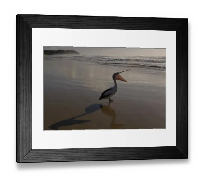 Framed Print : Australian pelican (Pelecanus conspicillatus)