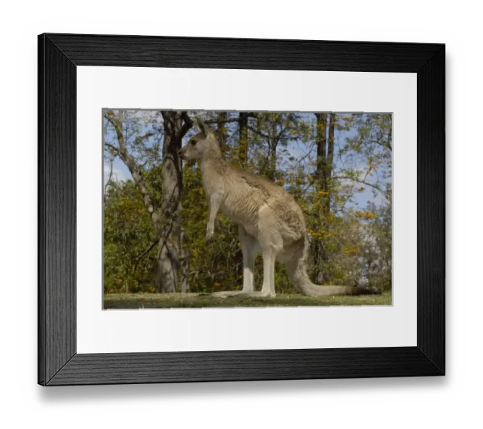 Framed Print : Australia. Most often seen in Australia, Eastern Grey Kangaroo Framed Print : Australia. Most often seen in Australia, Eastern Grey Kangaroo