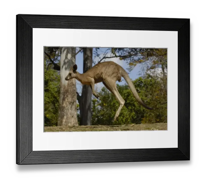 Framed Print : Australia. Most often seen in Australia, Eastern Grey Kangaroo Framed Print : Australia. Most often seen in Australia, Eastern Grey Kangaroo