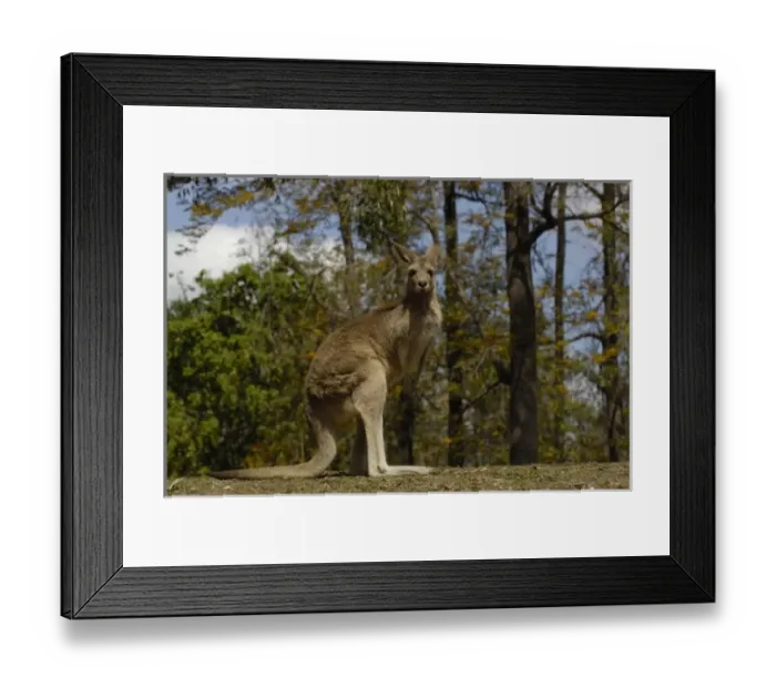 Framed Print : Most often seen in Australia, Eastern Grey Kangaroo (Macropus giganteus), and captive Framed Print : Most often seen in Australia, Eastern Grey Kangaroo (Macropus giganteus), and captive