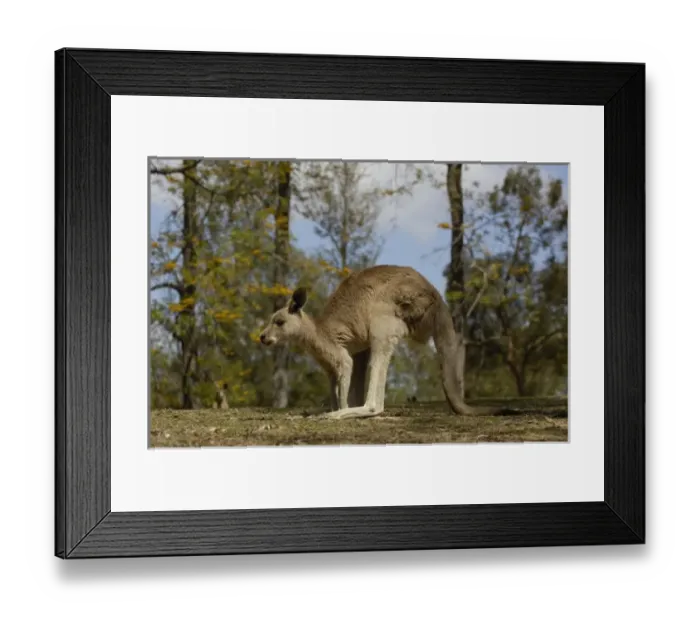 Framed Print : Australia. Most often seen in Australia, Eastern Grey Kangaroo Framed Print : Australia. Most often seen in Australia, Eastern Grey Kangaroo