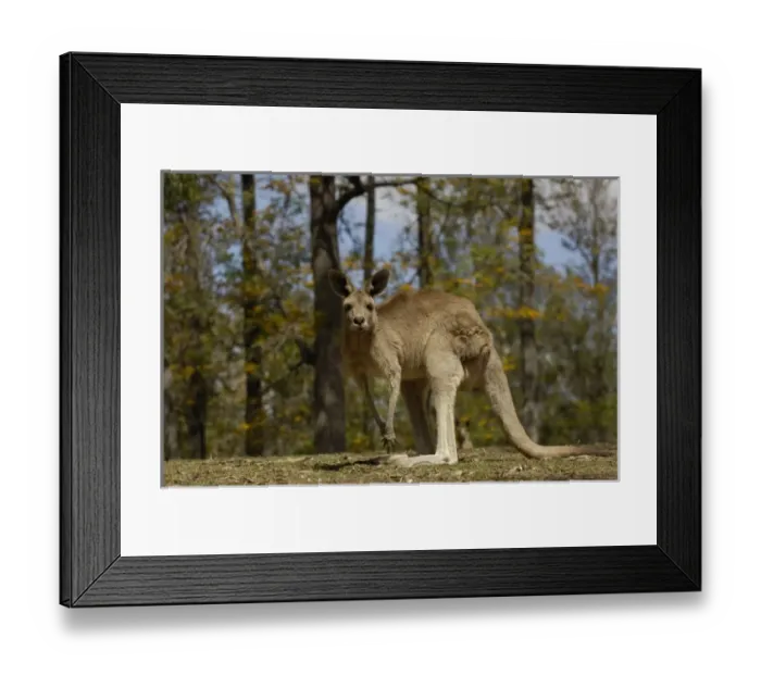 Framed Print : Australia. Most often seen in Australia, Eastern Grey Kangaroo Framed Print : Australia. Most often seen in Australia, Eastern Grey Kangaroo