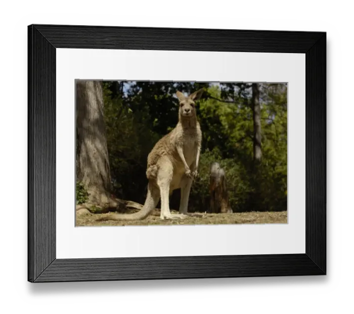Framed Print : Australia. Most often seen in Australia, Eastern Grey Kangaroo Framed Print : Australia. Most often seen in Australia, Eastern Grey Kangaroo