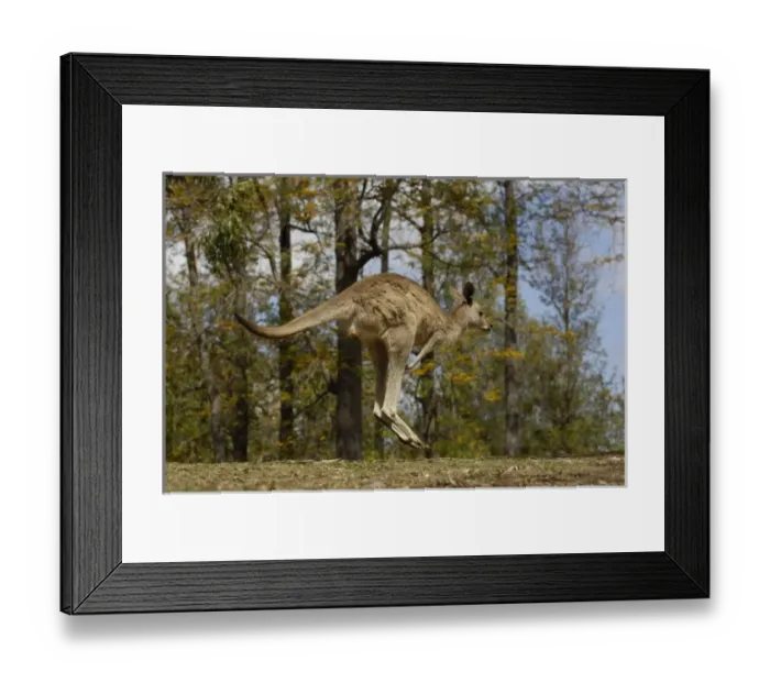Framed Print : Australia. Most often seen in Australia, Eastern Grey Kangaroo Framed Print : Australia. Most often seen in Australia, Eastern Grey Kangaroo