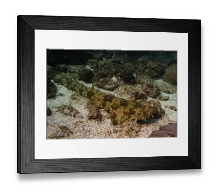 Framed Print : Australia. Reef-dwelling shark, Spotted Wobbegong (Orectolobus maculatus)