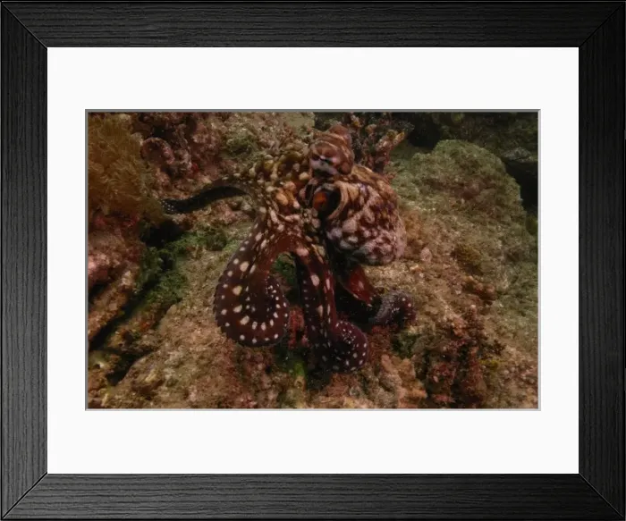 Framed Print : Robust Day Octopus (Octopus cyanea) North Stradbroke Island, off of Queensland coast