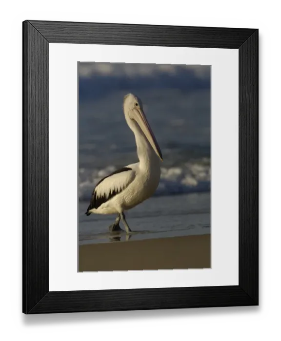 Framed Print : Australian pelican (Pelecanus conspicillatus) Framed Print : Australian pelican (Pelecanus conspicillatus)