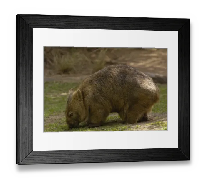 Framed Print : Common Wombat (Vombatus ursinus) with baby in pouch, captive, Australia Framed Print : Common Wombat (Vombatus ursinus) with baby in pouch, captive, Australia