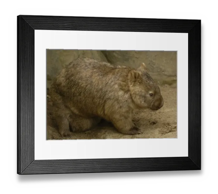 Framed Print : Common Wombat (Vombatus ursinus) with baby in pouch, captive, Australia Framed Print : Common Wombat (Vombatus ursinus) with baby in pouch, captive, Australia