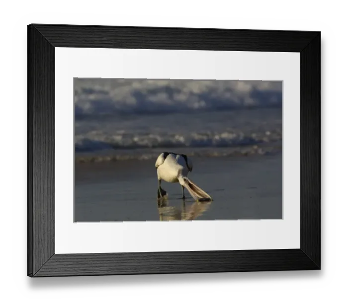 Framed Print : Australian pelican (Pelecanus conspicillatus), North Stradbroke Island off Queensland coast Framed Print : Australian pelican (Pelecanus conspicillatus), North Stradbroke Island off Queensland coast