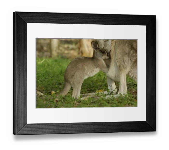 Framed Print : Australia. Most often seen in Australia, Eastern Grey Kangaroo and joey Framed Print : Australia. Most often seen in Australia, Eastern Grey Kangaroo and joey