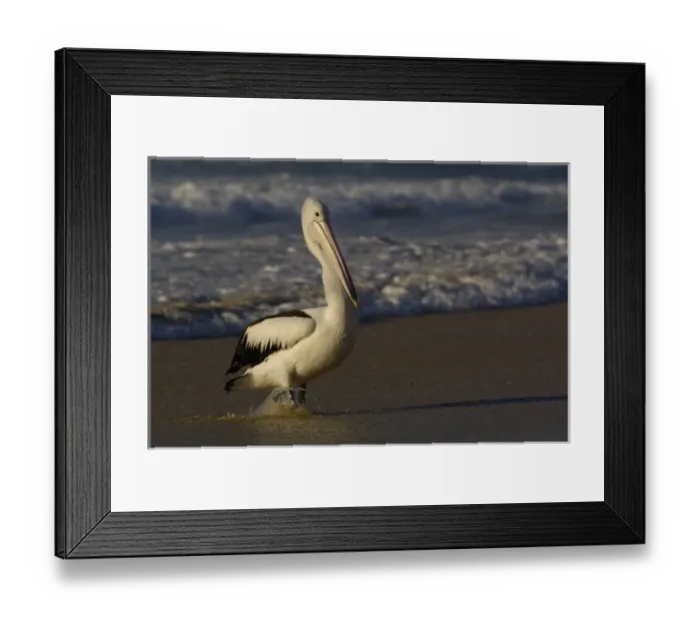 Framed Print : Australian pelican (Pelecanus conspicillatus) Framed Print : Australian pelican (Pelecanus conspicillatus)