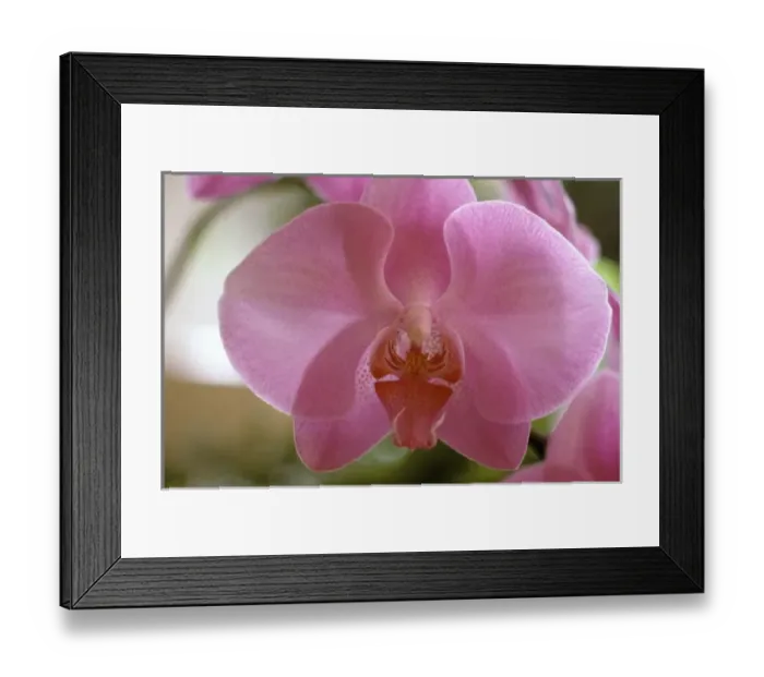 Framed Print : Australia, Queensland. Orchid details