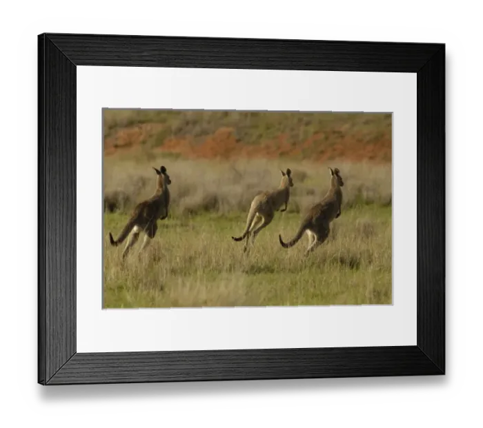Framed Print : Australia. Eastern Grey Kangaroos (Macropus giganteus). Queensland, Australia