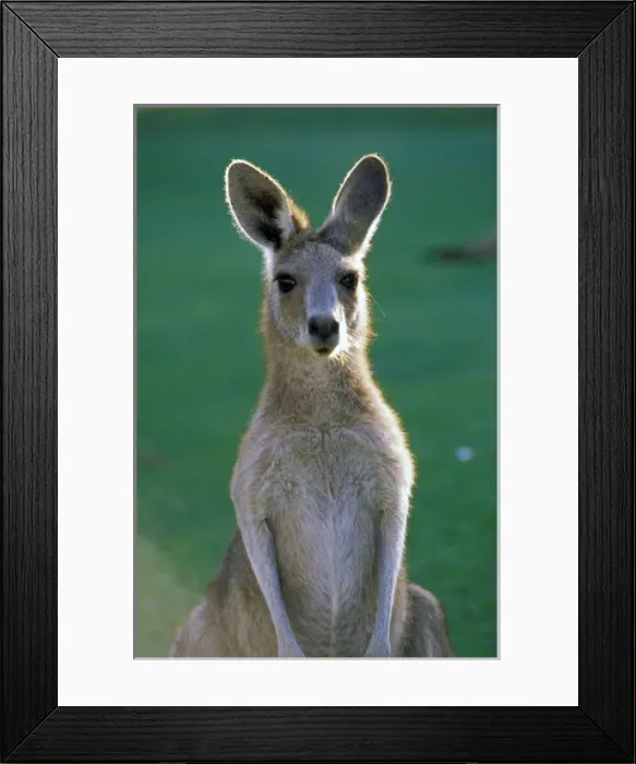 Framed Print : Australia, Yamba. Yamba Golf Course, Eastern Golf Kangaroo Framed Print : Australia, Yamba. Yamba Golf Course, Eastern Golf Kangaroo