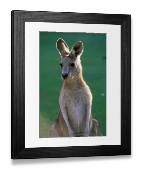 Framed Print : Australia, Yamba. Yamba Golf Course, Eastern Grey Kangaroo