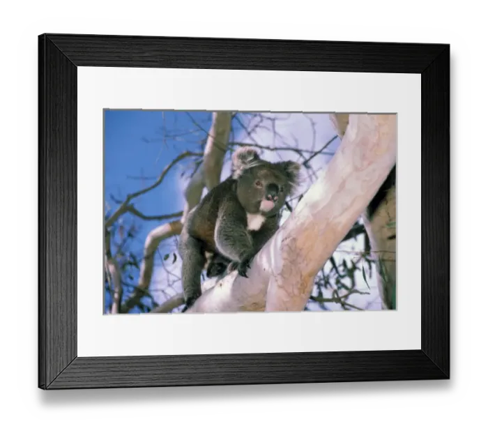 Framed Print : Australia, Kangaroo Island. Koala in eucalypytus tree Framed Print : Australia, Kangaroo Island. Koala in eucalypytus tree