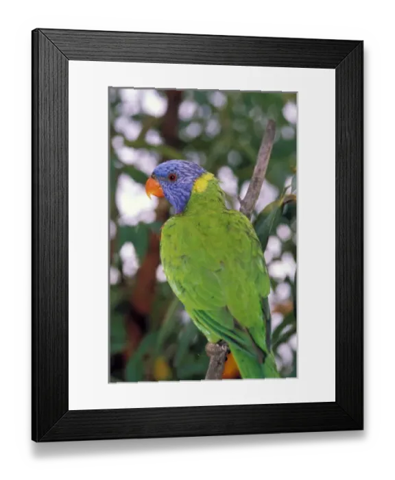 Framed Print : Australia, East Coast. Rainbow Lorikeets Framed Print : Australia, East Coast. Rainbow Lorikeets