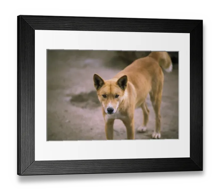 Framed Print : Australia, Queensland. Wild Australian dingo Framed Print : Australia, Queensland. Wild Australian dingo