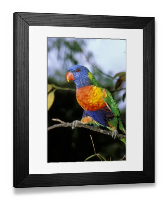 Framed Print : Australia, East Coast. Rainbow Lorikeets Framed Print : Australia, East Coast. Rainbow Lorikeets
