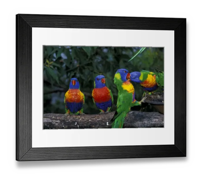 Framed Print : Australia, East Coast. Australian Lorikeets Framed Print : Australia, East Coast. Australian Lorikeets
