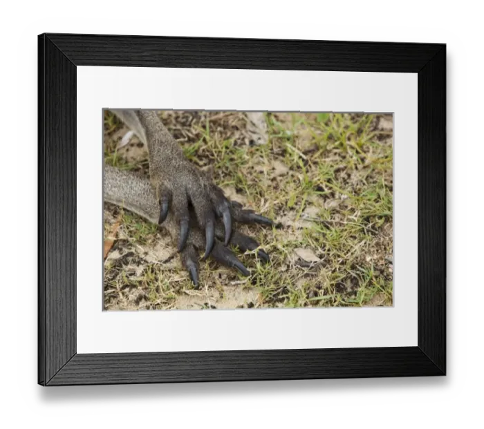 Framed Print : Australia, New South Wales, Murramarang National Park, Close-up of Eastern Gray Kangaroo Framed Print : Australia, New South Wales, Murramarang National Park, Close-up of Eastern Gray Kangaroo