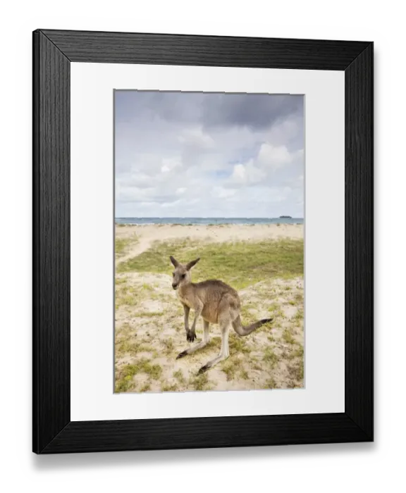 Framed Print : Australia, New South Wales, Murramarang National Park, Eastern Gray Kangaroo 