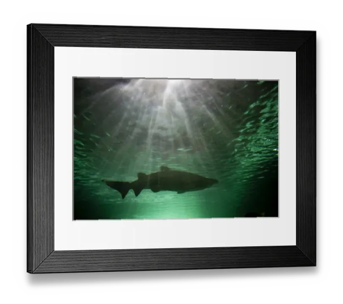 Framed Print : Australia, New South Wales, Sydney, Gray Nurse Shark (Carcharias taurus) swimming Framed Print : Australia, New South Wales, Sydney, Gray Nurse Shark (Carcharias taurus) swimming