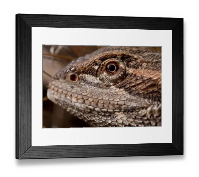 Framed Print : Australia, South Australia, Central Bearded Dragon (Pogona vitticeps) on Stuart Highway Framed Print : Australia, South Australia, Central Bearded Dragon (Pogona vitticeps) on Stuart Highway