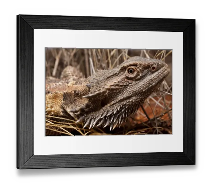 Framed Print : Australia, South Australia, Central Bearded Dragon (Pogona vitticeps) on Stuart Highway Framed Print : Australia, South Australia, Central Bearded Dragon (Pogona vitticeps) on Stuart Highway