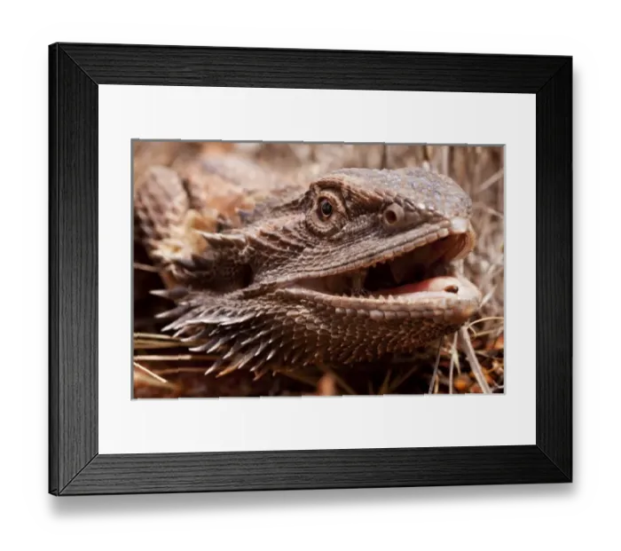 Framed Print : Australia, South Australia, Central Bearded Dragon (Pogona vitticeps) on Stuart Highway
