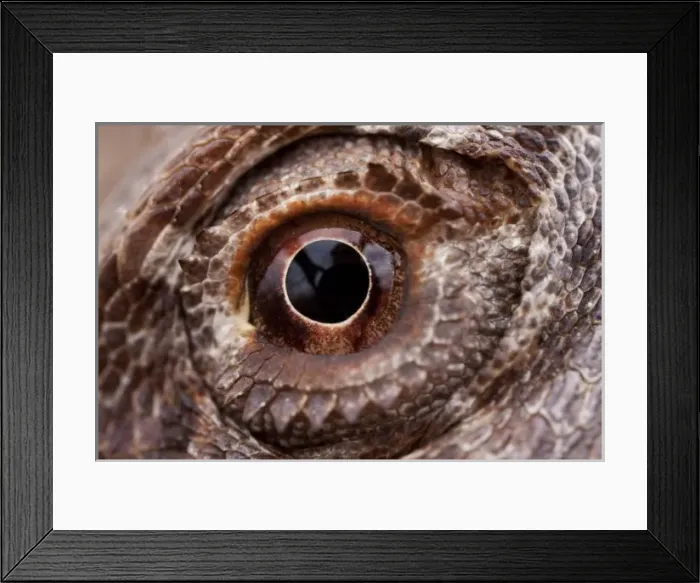 Framed Print : Australia, South Australia, Close-up of eyeball of Central Bearded Dragon (Pogona