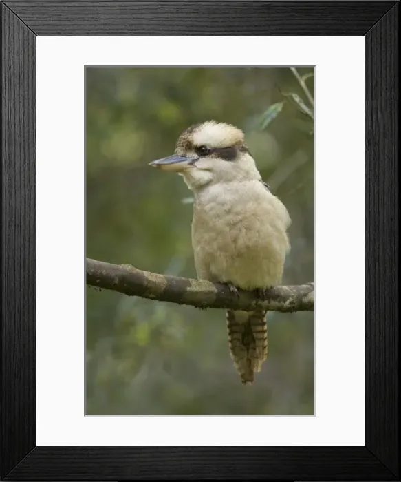 Framed Print : Australia, Tasmania. Kookaburra Framed Print : Australia, Tasmania. Kookaburra