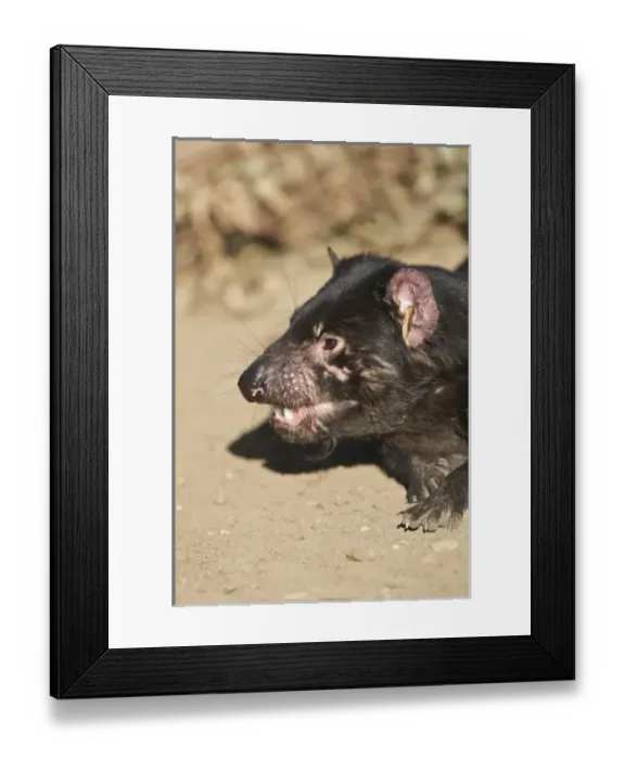 Framed Print : Australia, Tasmania. Tasmanian Devil at Trowunna Wildlife Sanctuary Framed Print : Australia, Tasmania. Tasmanian Devil at Trowunna Wildlife Sanctuary