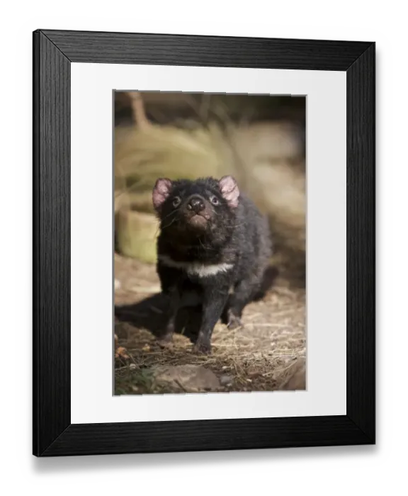 Framed Print : Australia, Tasmania. Tasmanian Devil at Trowunna Wildlife Sanctuary
