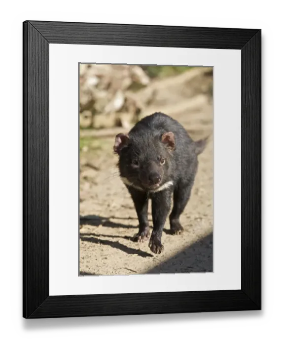 Framed Print : Australia, Tasmania. Tasmanian Devil at Trowunna Wildlife Sanctuary