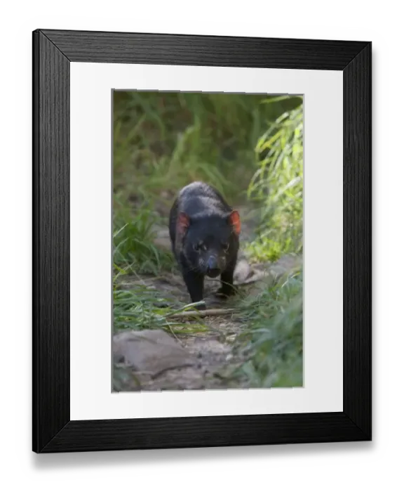 Framed Print : Australia, Tasmania. Tasmanian Devil at Trowunna Wildlife Sanctuary Framed Print : Australia, Tasmania. Tasmanian Devil at Trowunna Wildlife Sanctuary