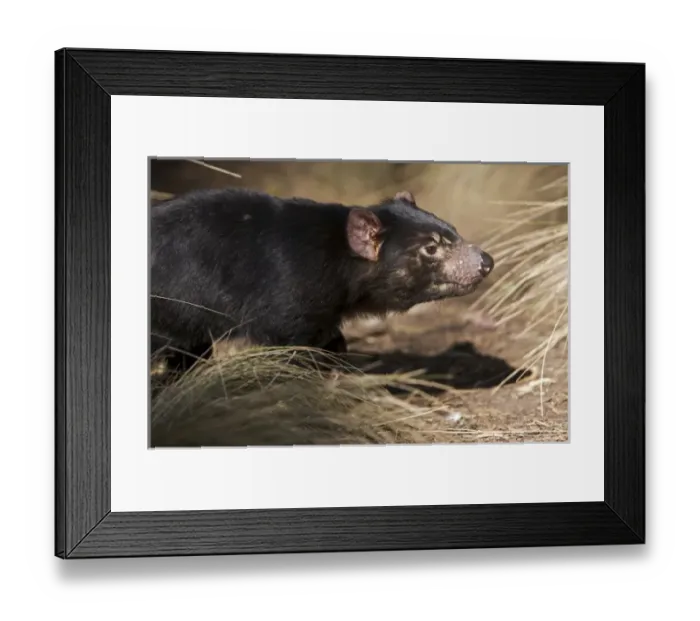 Framed Print : Australia, Tasmania. Tasmanian Devil at Trowunna Wildlife Sanctuary