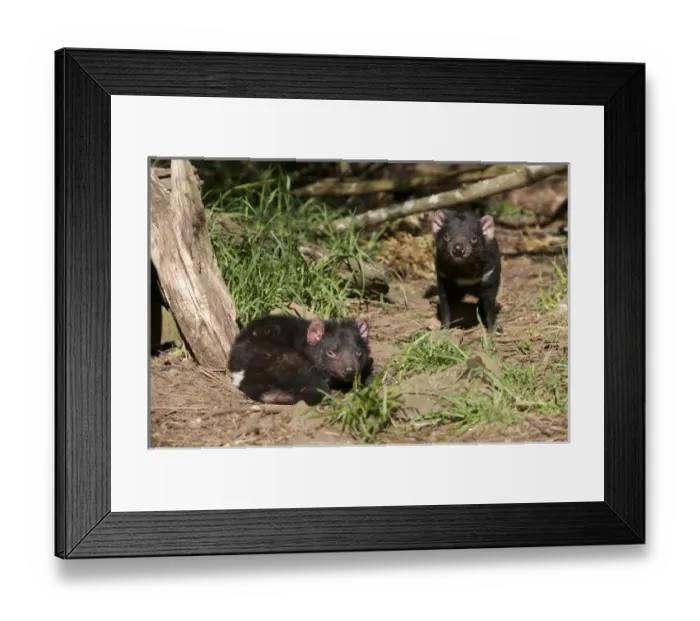 Framed Print : Australia, Tasmania. Tasmanian Devil at Trowunna Wildlife Sanctuary Framed Print : Australia, Tasmania. Tasmanian Devil at Trowunna Wildlife Sanctuary