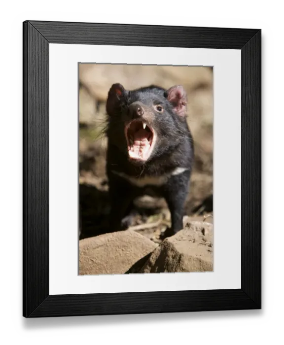 Framed Print : Australia, Tasmania. Tasmanian Devil at Trowunna Wildlife Sanctuary