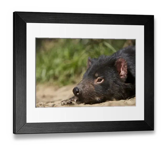 Framed Print : Australia, Tasmania. Tasmanian Devil at Trowunna Wildlife Sanctuary Framed Print : Australia, Tasmania. Tasmanian Devil at Trowunna Wildlife Sanctuary