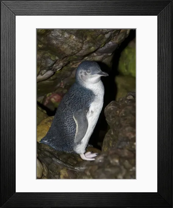 Framed Print : Australia, Tasmania, Bass Strait. Little blue penguin