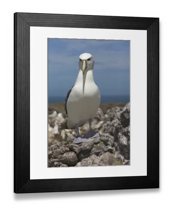 Framed Print : Australia, Tasmania, Bass Strait. Shy albatross Framed Print : Australia, Tasmania, Bass Strait. Shy albatross