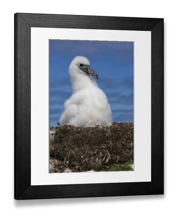 Framed Print : Australia, Tasmania, Bass Strait. Shy albatross chick on nest Framed Print : Australia, Tasmania, Bass Strait. Shy albatross chick on nest