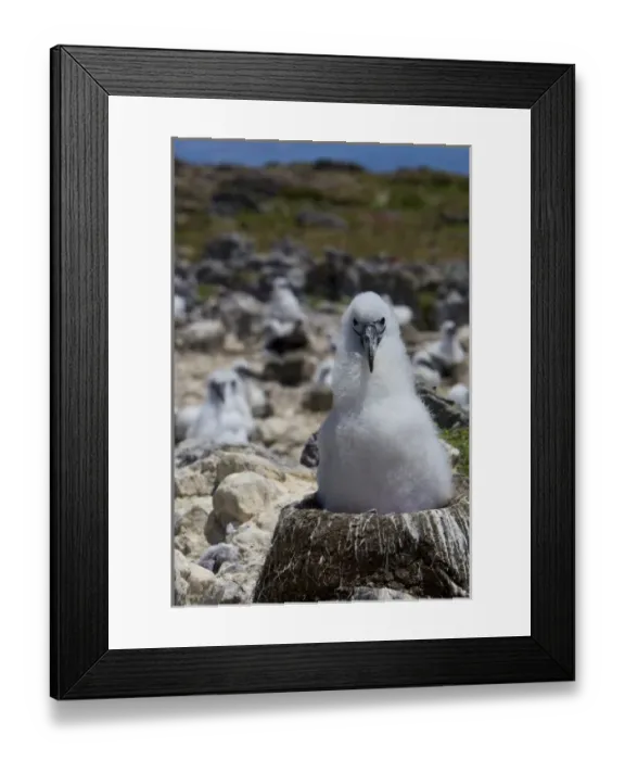 Framed Print : Australia, Tasmania, Bass Strait. Shy albatross chick on nest in colony Framed Print : Australia, Tasmania, Bass Strait. Shy albatross chick on nest in colony