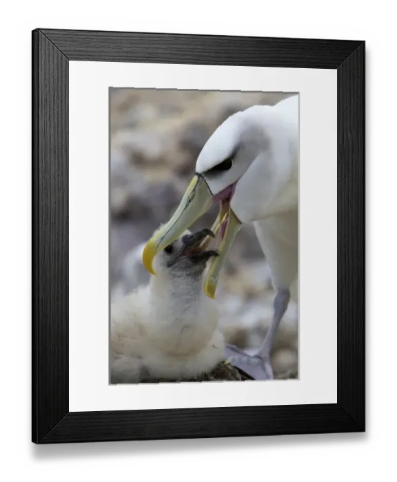 Framed Print : Australia, Tasmania, Bass Strait. Shy Albatross feeding chick Framed Print : Australia, Tasmania, Bass Strait. Shy Albatross feeding chick